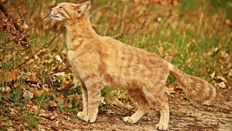 Autumn Feline Adventure wallpaper