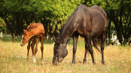 Gentle Grazing Moments Between Horses wallpaper