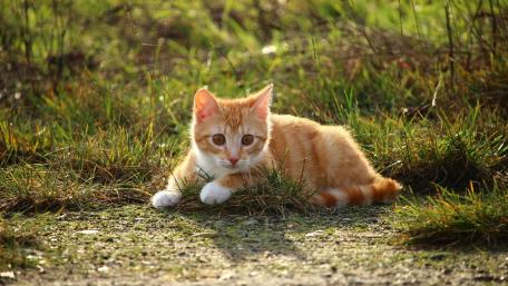 Playful Kitten in Nature's Embrace wallpaper
