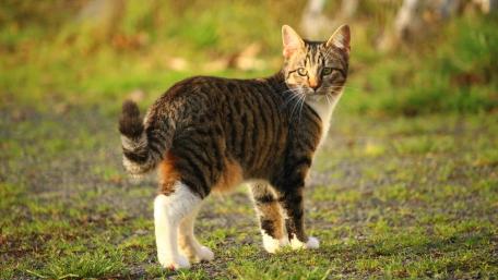 Charming Tabby Cat in Nature Scene wallpaper