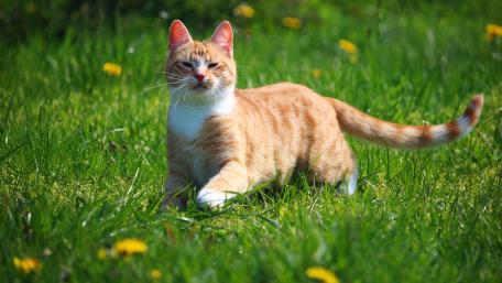 Charming Cat Exploring the Greenery wallpaper