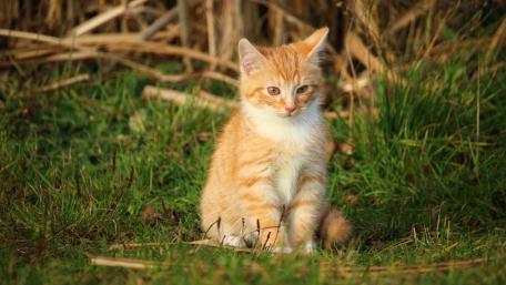 Adorable Orange Kitten in Nature wallpaper