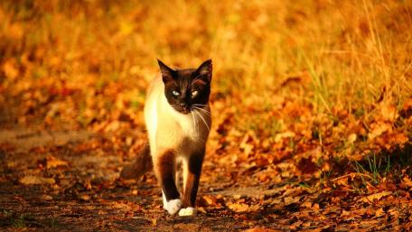 Elegant Cat Roaming Through Autumn Leaves wallpaper