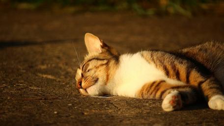 Sleeping Cat in Warm Sunlight wallpaper