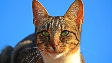 Charming Cat Portrait Against a Blue Sky wallpaper