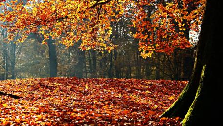 Autumn Serenity in the Forest wallpaper