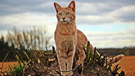 Majestic Cat Amongst Nature's Beauty wallpaper