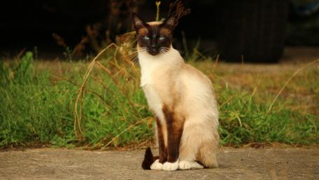 Elegant Siamese Cat in Natural Setting wallpaper