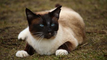 Elegant Siamese Cat on the Grass wallpaper