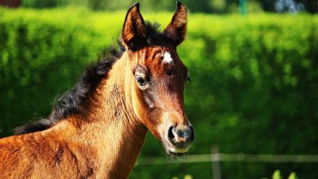 Majestic Colt in Serene Surroundings wallpaper