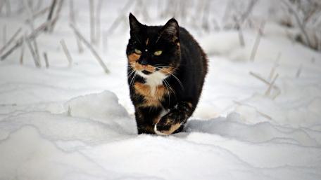 Snowy Adventure of a Curious Cat wallpaper