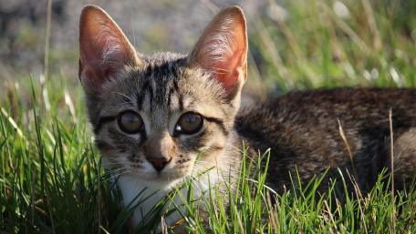 Adorable Kitten in Natural Surroundings wallpaper