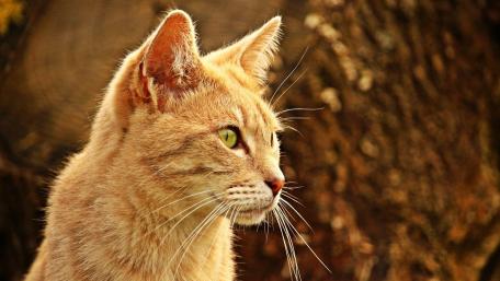 Golden Tabby Cat in Thoughtful Pose wallpaper