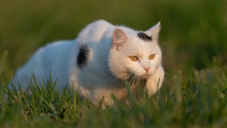 Majestic Cat on the Hunt wallpaper