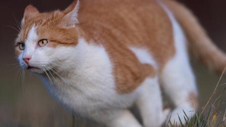 Playful Cat in Action Running Through Grass wallpaper
