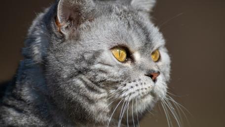 Majestic Grey Cat Close-Up Image wallpaper