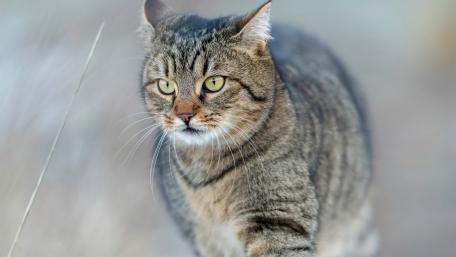 Graceful Striped Cat Strolling Outdoors wallpaper
