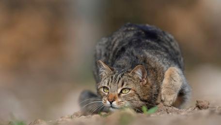 Stealthy Feline Hunter in Action wallpaper