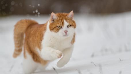 Playful Cat Enjoying a Snowy Winter Day wallpaper