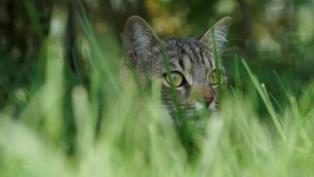 Hunting cat wallpaper