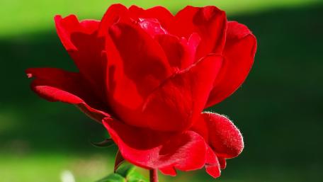 Vibrant Red Rose in Nature's Embrace wallpaper