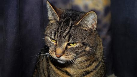 Majestic Tabby Cat Portrait wallpaper