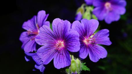 Enchanting Purple Blooms in Darkness wallpaper