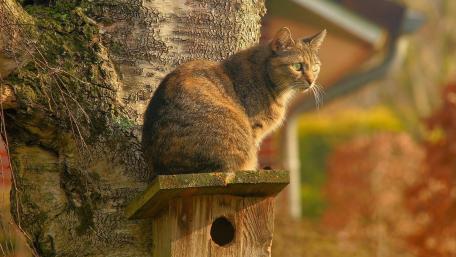 Cat Perched in Nature's Nesting Spot wallpaper