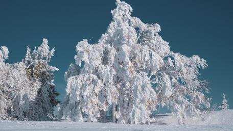 Winter Wonderland Serenity in Nature wallpaper