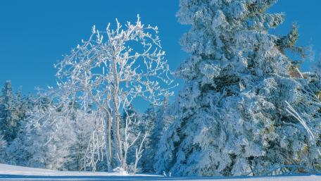 Frozen Winter Wonderland Scene wallpaper