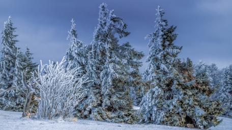 Winter Wonderland in Frosty Splendor wallpaper