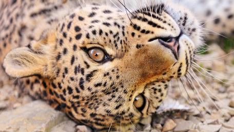Majestic Leopard Relaxing in Nature wallpaper