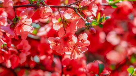 Blossoming Beauty of Spring Flowers wallpaper