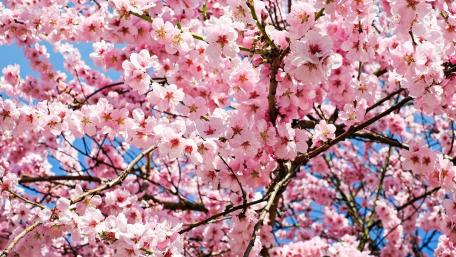 Spring's Floral Symphony Unveiled in Blossoms wallpaper