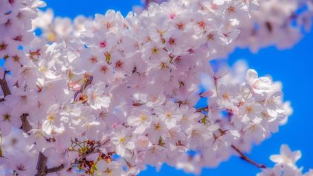 Springtime Cherry Blossoms in Bloom wallpaper