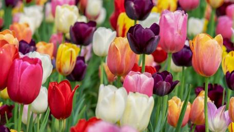 Vibrant Spring Tulip Delight wallpaper