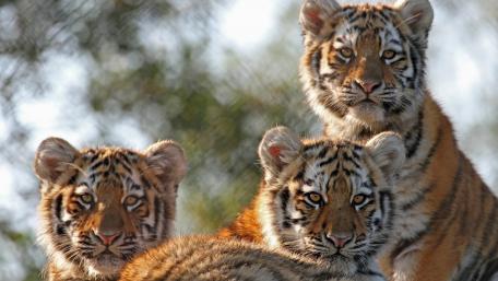 Playful Tiger Cubs in Their Natural Habitat wallpaper