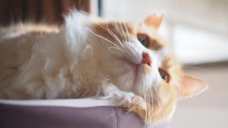 Cozy Cat Relaxing in Sunlight wallpaper