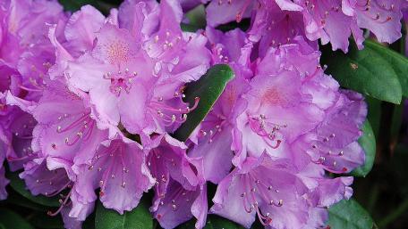Blooming Rhododendrons in Soft Pink Hues wallpaper