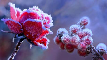 Frozen Beauty of Red Roses in Hoarfrost wallpaper