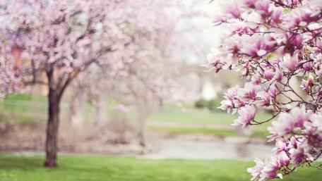 Springtime Bliss with Magnolias in Bloom wallpaper