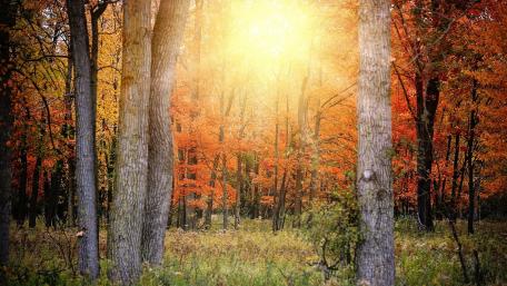 Golden Light in Autumn Forest Scene wallpaper