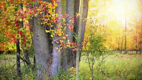 Autumn's Embrace in the Forest wallpaper