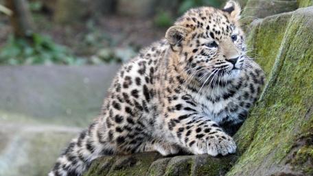 Playful Leopard Cub Resting on a Rock wallpaper
