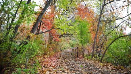 Autumn Serenity on the Forest Trail wallpaper