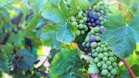 Vibrant Vineyard Grapes in Autumn wallpaper