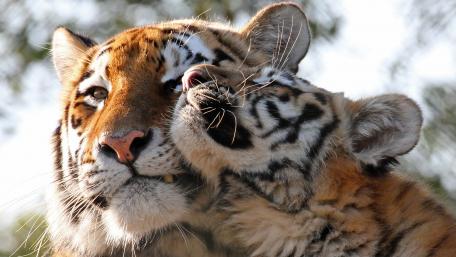 Adorable Tiger Cub Cuddling with Parent wallpaper