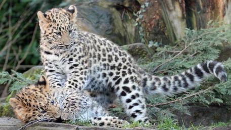 Playful Leopard Cubs in Nature wallpaper