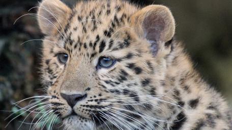 Majestic Leopard Cub Close-Up Wallpaper wallpaper