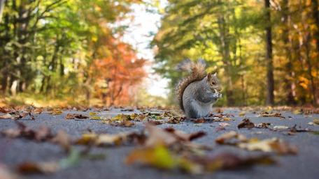 Autumn Squirrel Amidst Falling Leaves wallpaper